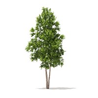 River Birch 3D Model 4.9m