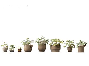 3D Saxifraga stolonifera - strawberry begonia 02 model