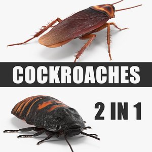 cockroaches madagascar realistic 3D model