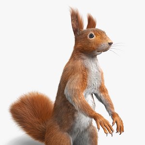 3D model Red Squirrel in Standing Pose Fur