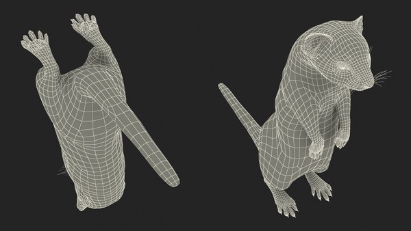 modelo 3d Armiño de Beringia Marrón Pose de pie - TurboSquid 2211518