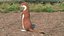 Beringian Stoat Brown Standing Pose