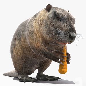 Nutria Eating Carrot