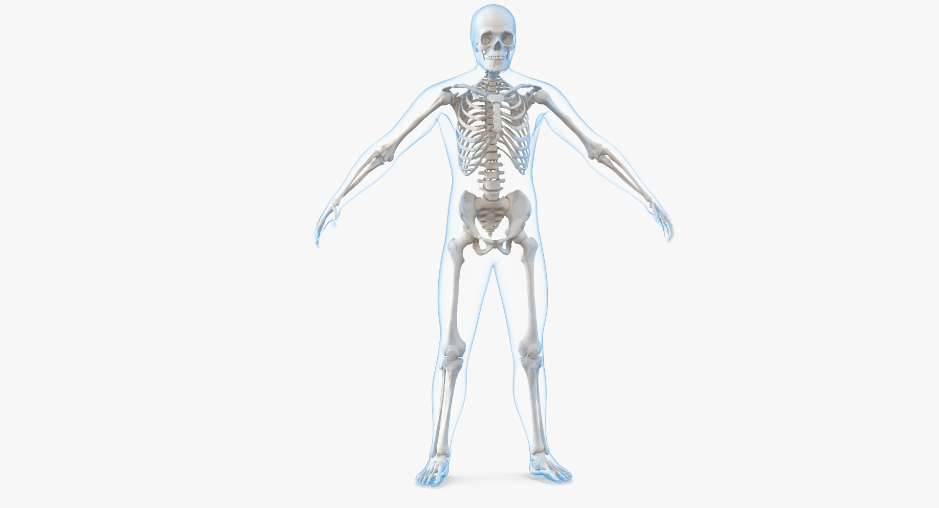 Male Body Skeleton Rigged 3D Model - TurboSquid 1236272