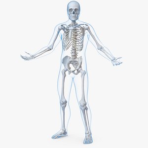 male body skeleton rigged 3D model