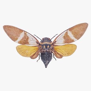 Anhamia Floridula Vietnam Remastered 3D model