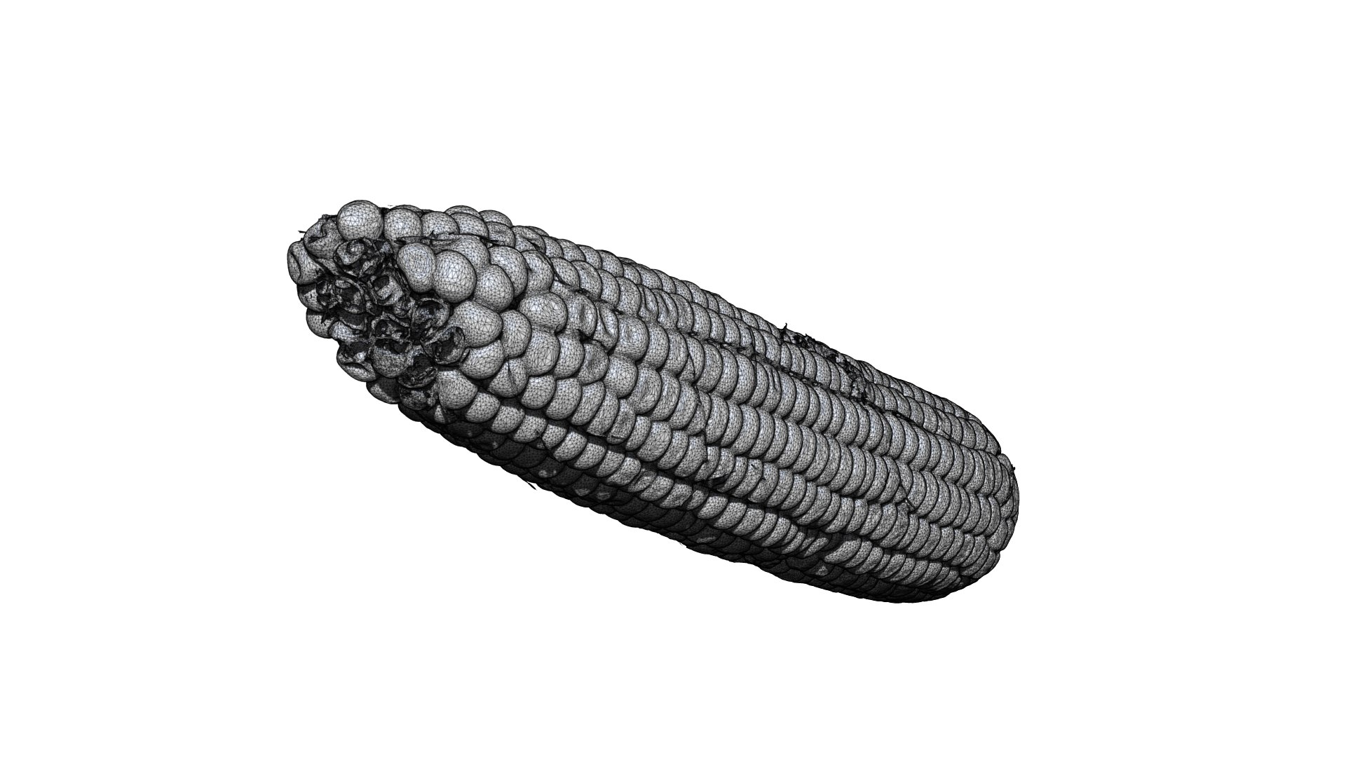 Corn 3D CT Scan Model Decimate 50 Percent 3D - TurboSquid 1945192