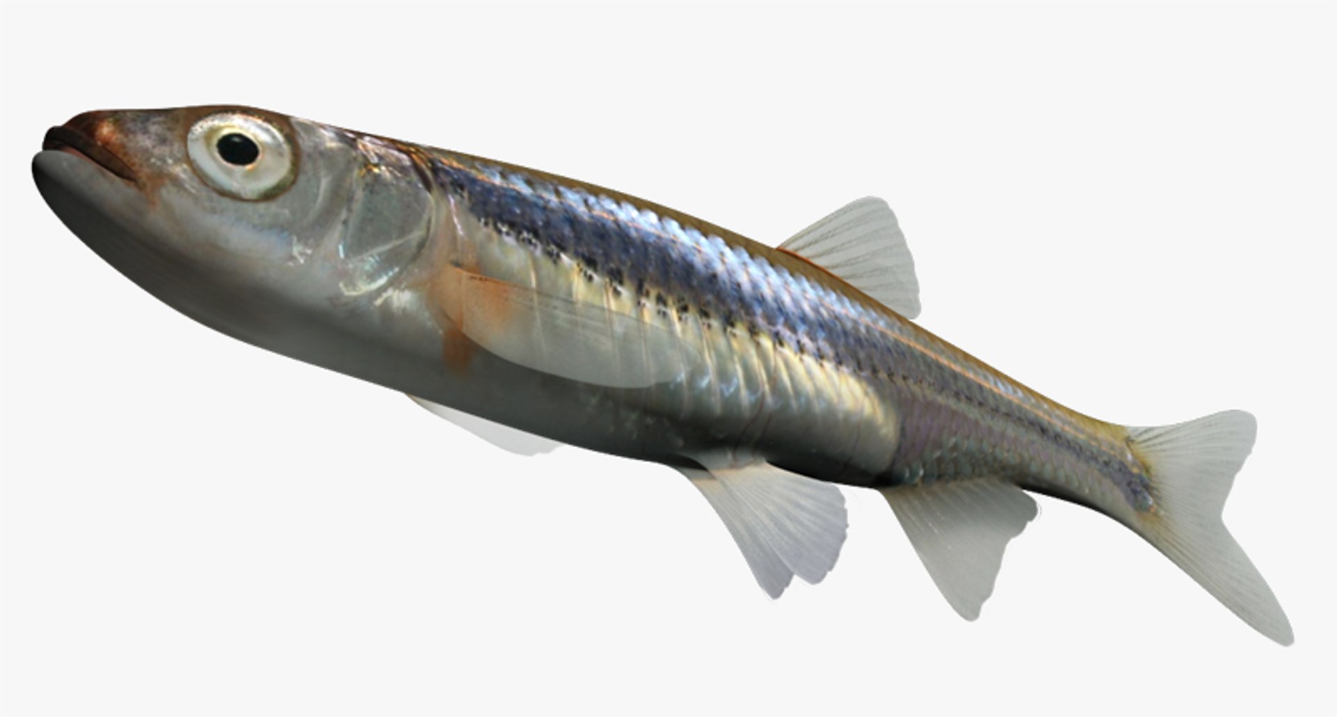 3d notropis rubellus rosyface shiner