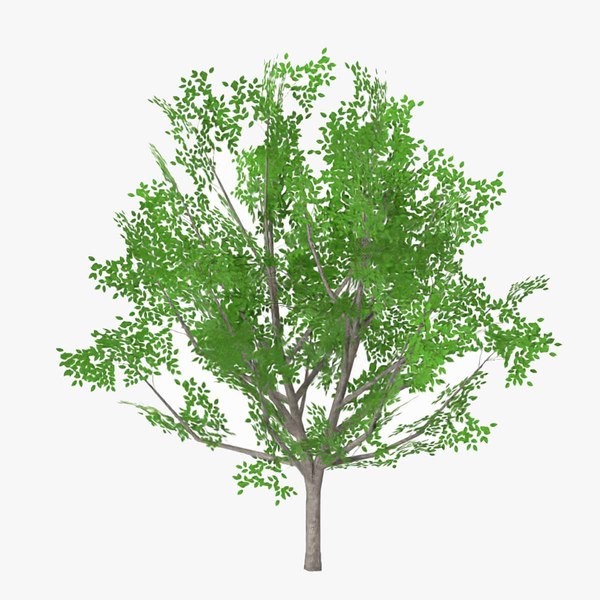 3D diospyros summer