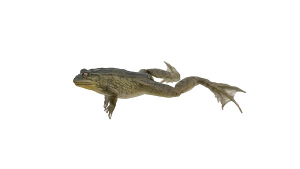 modelo 3d Rana verde del norte nadando aparejada y animada - TurboSquid ...