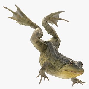 Swimming Northern  Green Frog Rigged and Animated