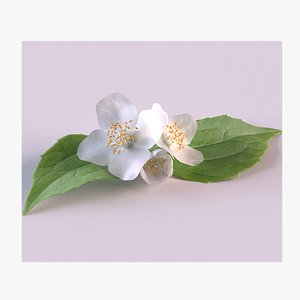 3D model Jasmine flowers and leaves
