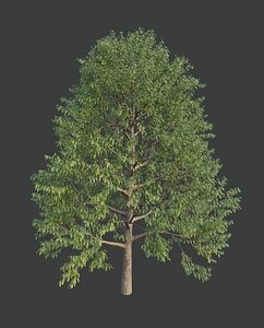 XfrogPlants Japanese Blue Oak - Quercus Glauca 3D model