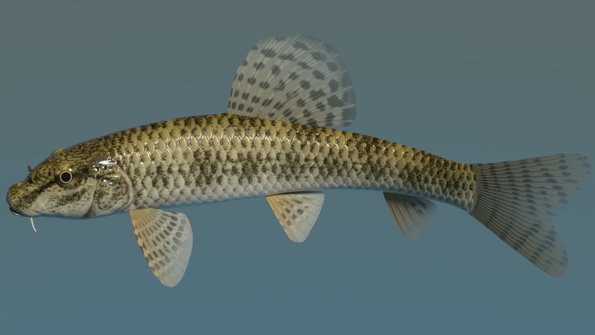 3ds max chinese false gudgeon tutifuki https://p.turbosquid.com/ts-thumb/b5/duCHVI/1d/tutifukiimage1/png/1610495600/1920x1080/fit_q87/a7d470319ff69f3124cf08d31ec5bdc9cf7ef356/tutifukiimage1.jpg