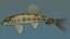 Chinese False Gudgeon