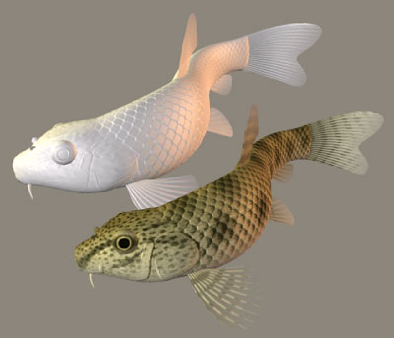 3ds max chinese false gudgeon tutifuki https://p.turbosquid.com/ts-thumb/b5/duCHVI/5zSXOE43/tutifukia/jpg/1100399959/1920x1080/fit_q87/74cf43d87f08851ab887fdcc203fb20b8066036a/tutifukia.jpg