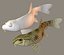 Chinese False Gudgeon
