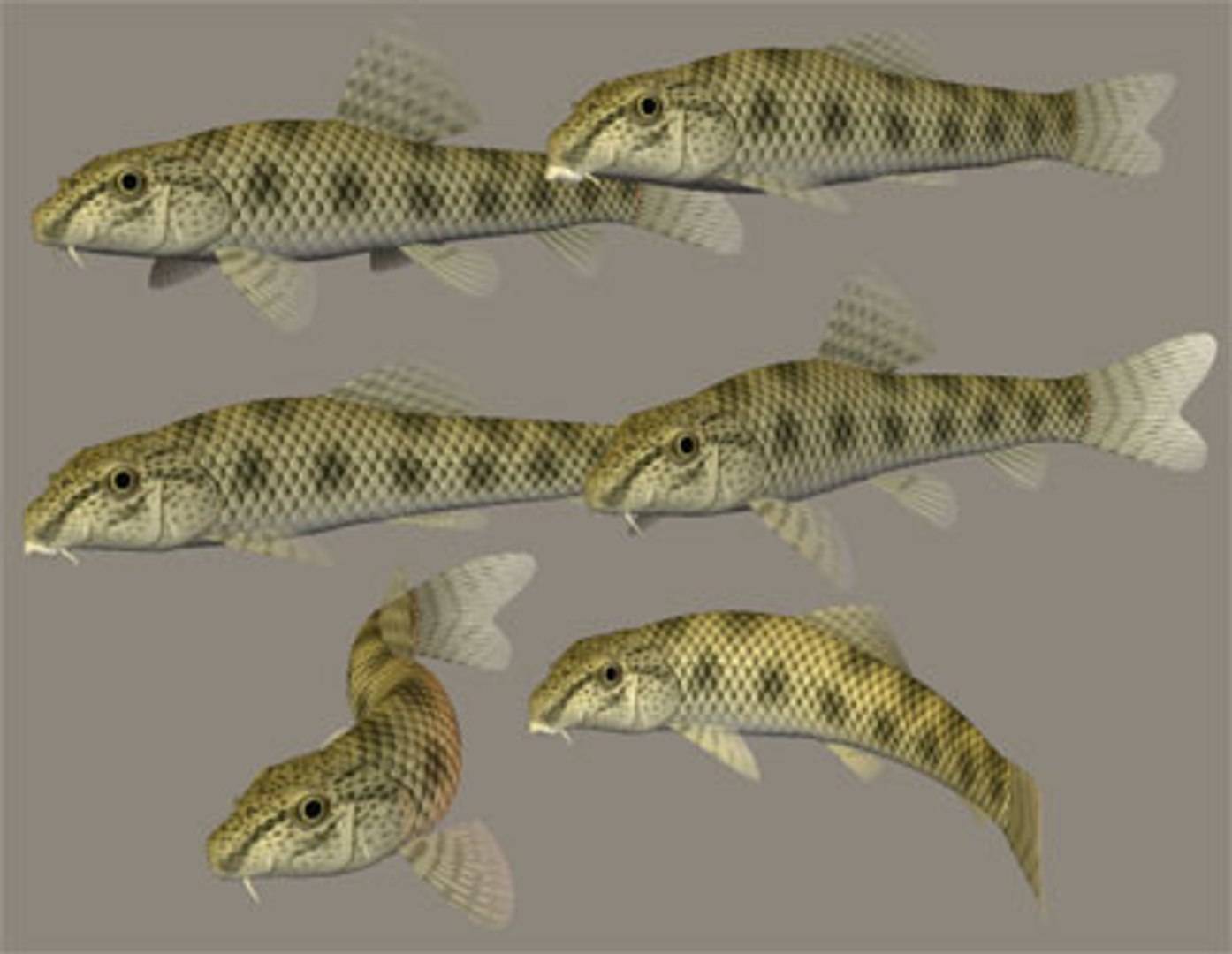 3ds max chinese false gudgeon tutifuki https://p.turbosquid.com/ts-thumb/b5/duCHVI/BImFHU8m/tutifukib/jpg/1100399964/1920x1080/fit_q87/c2cc1aeaf539c3c50c9ba63b58769ced1271d1d1/tutifukib.jpg