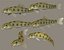 Chinese False Gudgeon