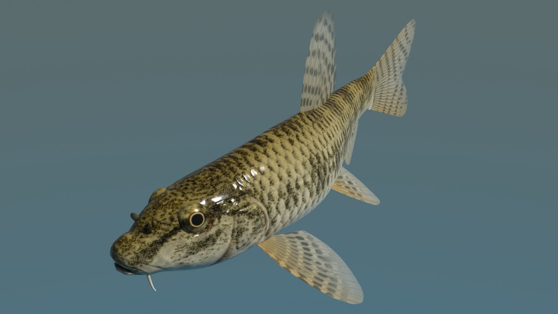 3ds max chinese false gudgeon tutifuki https://p.turbosquid.com/ts-thumb/b5/duCHVI/Ca/tutifukiimage2/png/1610495600/1920x1080/fit_q87/16d04bc1cd8e77d10bc7d9ea001ab054a54c0dde/tutifukiimage2.jpg