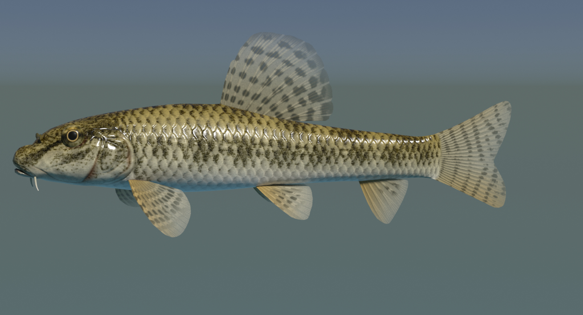 3ds max chinese false gudgeon tutifuki https://p.turbosquid.com/ts-thumb/b5/duCHVI/Xu/turntable/png/1610495691/1920x1080/turn_fit_q99/d2d6a79743d6c43a8de9bbb7b115185035a00fc2/turntable-1.jpg