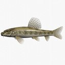 3ds max chinese false gudgeon tutifuki