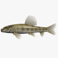 Chinese False Gudgeon