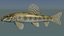 Chinese False Gudgeon
