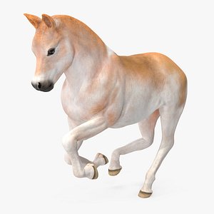 Realistic Shetland Pony Rigged for Cinema 4D