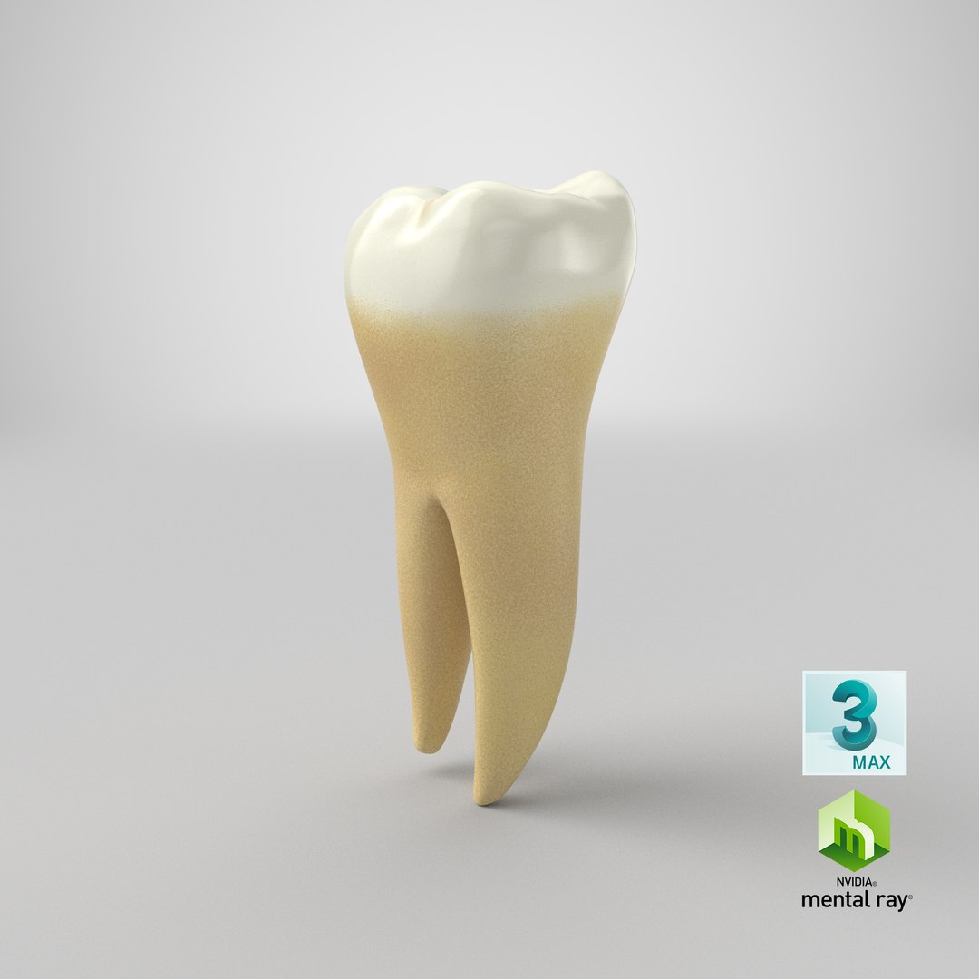 human teeth lower second 3D model https://p.turbosquid.com/ts-thumb/b5/wm5MVB/4wxd4UbW/stemcell_max_mental_ray_render/png/1591648255/1920x1080/fit_q87/f4c374ab86325473371688abc95442ca4b0676f2/stemcell_max_mental_ray_render.jpg