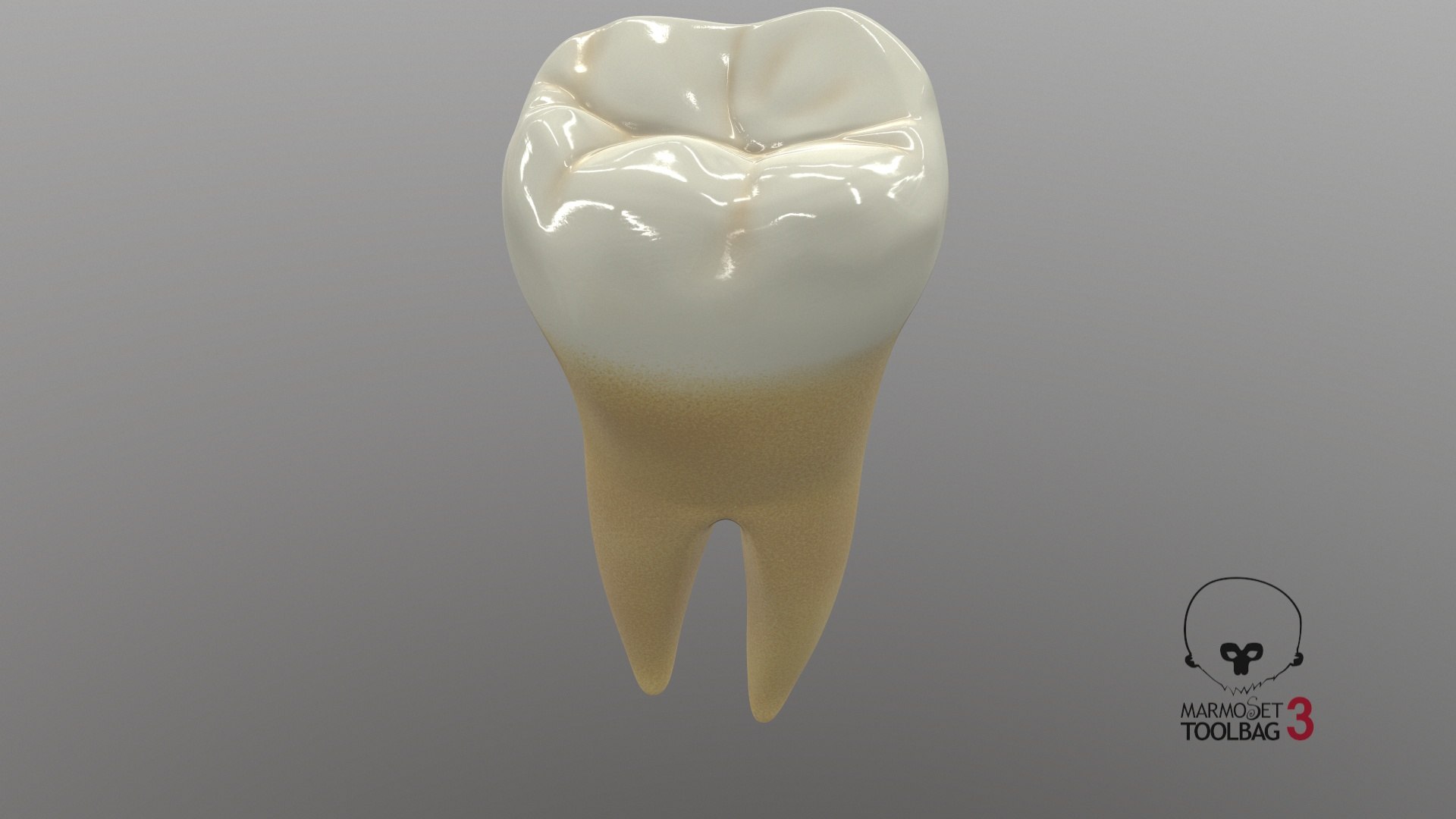 human teeth lower second 3D model https://p.turbosquid.com/ts-thumb/b5/wm5MVB/8wksJ0RB/screenshot000/jpg/1591383784/1920x1080/fit_q87/acc716c5040a59fd43f3243d38262f5847e89caa/screenshot000.jpg