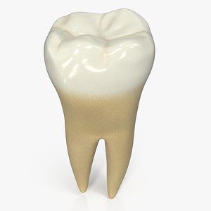 human teeth lower second 3D model