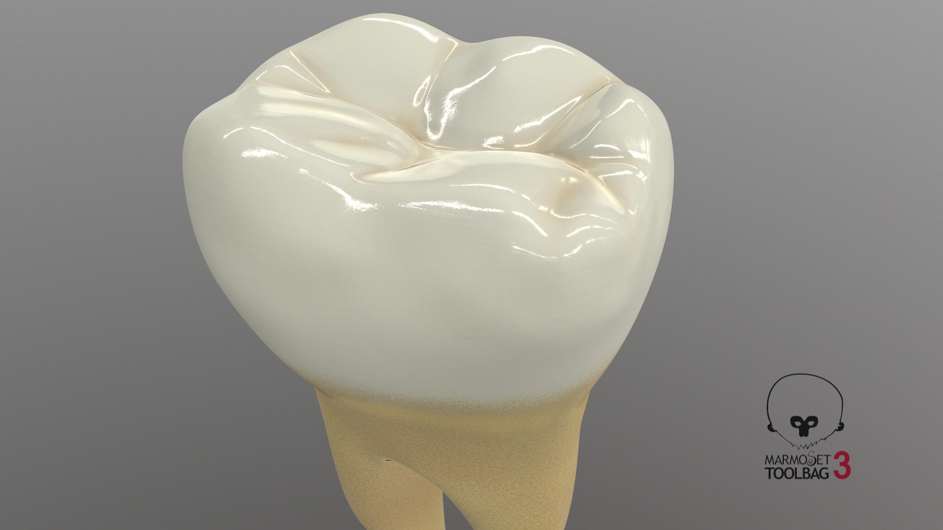 human teeth lower second 3D model https://p.turbosquid.com/ts-thumb/b5/wm5MVB/jnJ4HcHW/screenshot009/jpg/1591383849/1920x1080/fit_q87/9cdffcfcb0a6d4d726535dc11ff5fe1c72c2ea10/screenshot009.jpg