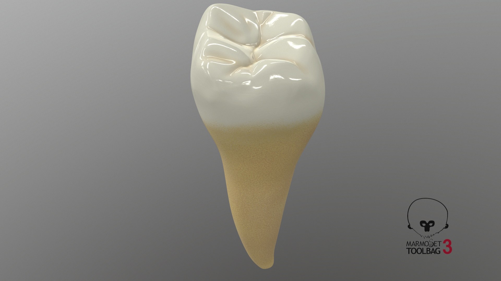 human teeth lower second 3D model https://p.turbosquid.com/ts-thumb/b5/wm5MVB/lVVnPPJx/screenshot003/jpg/1591383846/1920x1080/fit_q87/7cad329fcf741fa2ee3c555b74eacc44e127f96f/screenshot003.jpg