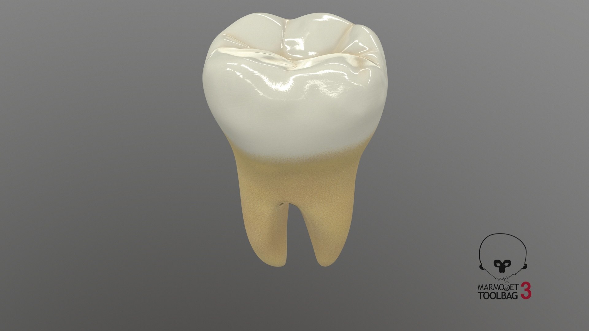 human teeth lower second 3D model https://p.turbosquid.com/ts-thumb/b5/wm5MVB/ykSBJzXw/screenshot002/jpg/1591383786/1920x1080/fit_q87/dae91d087a978f42602d6595bf63f51ce0ea8f29/screenshot002.jpg
