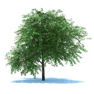 tree cherry berries 3d model