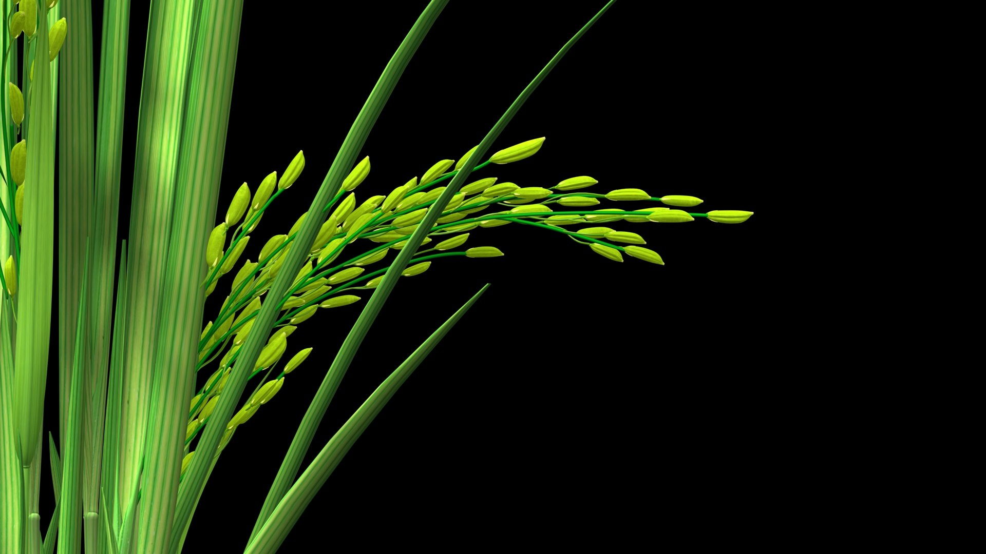 3D model FLOWER PADDY DUST FINAL 2011 https://p.turbosquid.com/ts-thumb/b6/0nEvgA/2G/youngpaddyplantpost3/jpg/1623137387/1920x1080/fit_q87/8cce75dbf436f354d1dc8d53edfb667d1bfc702b/youngpaddyplantpost3.jpg
