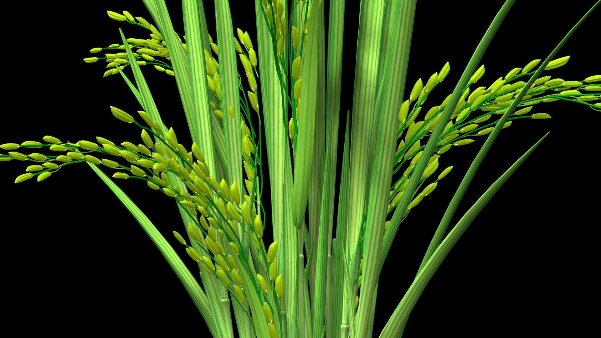 3D model FLOWER PADDY DUST FINAL 2011 https://p.turbosquid.com/ts-thumb/b6/0nEvgA/XQ/youngpaddyplantpost4/jpg/1623137384/1920x1080/fit_q87/919f1acbae49aebb5b92c7576c2341ee16ed87b5/youngpaddyplantpost4.jpg