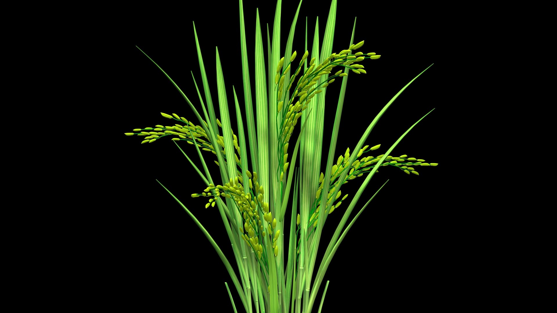 3D model FLOWER PADDY DUST FINAL 2011 https://p.turbosquid.com/ts-thumb/b6/0nEvgA/bc/youngpaddyplantpost2/jpg/1623137383/1920x1080/fit_q87/b2216d33a54252191b32aa03930f462fdfa20b37/youngpaddyplantpost2.jpg