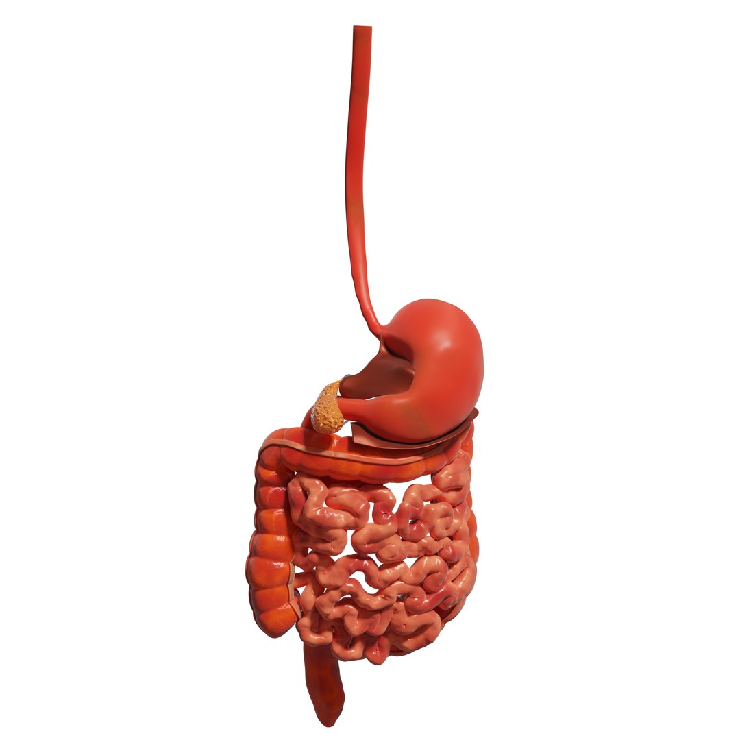 3D Human Stomach And Small Intestines Model - TurboSquid 2210307