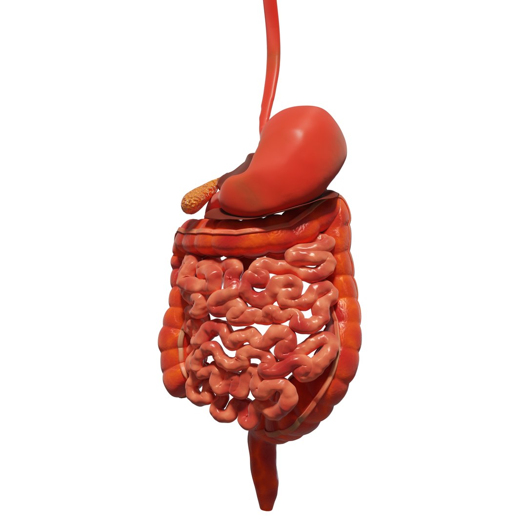 3d Human Stomach And Small Intestines Model - Turbosquid 2210307