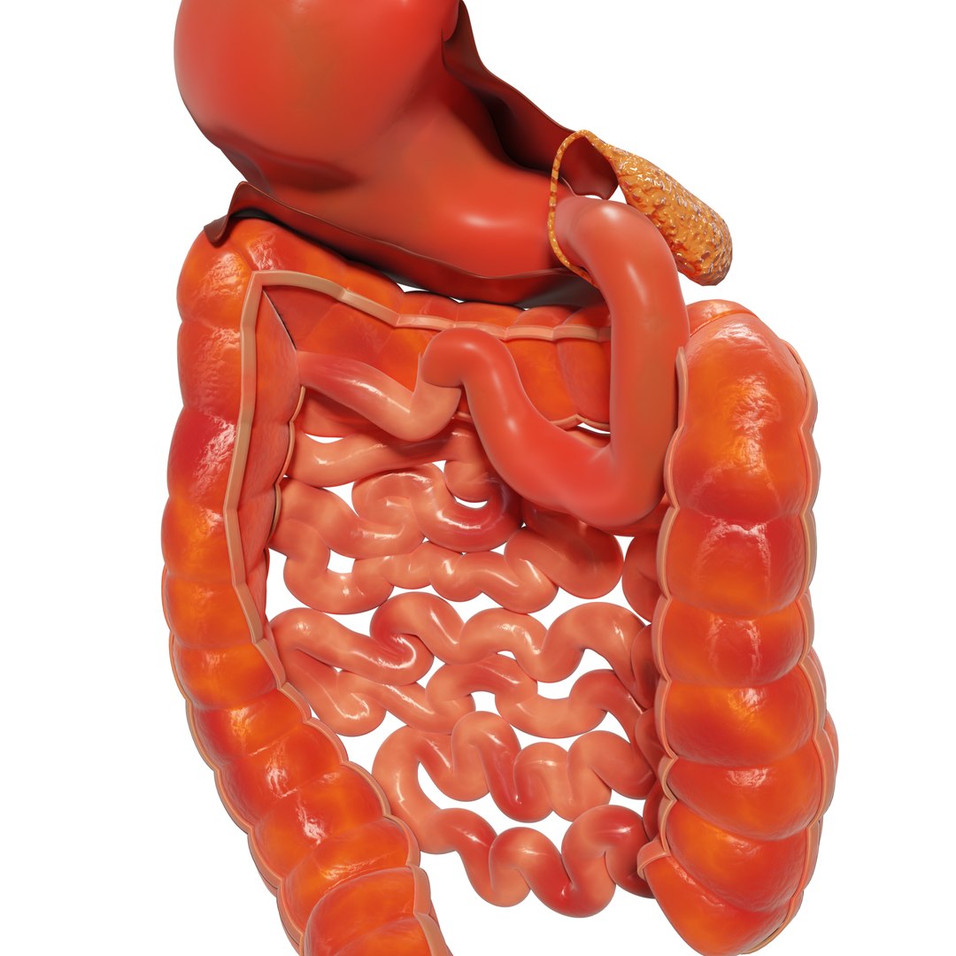 3D Human Stomach And Small Intestines Model - TurboSquid 2210307