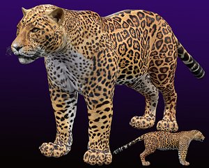 Jaguar