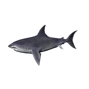 3D Blue Shark Rigged model