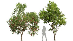3D model Punica Granatum Pomegranate and Prunus Salicina Plum Pflaume