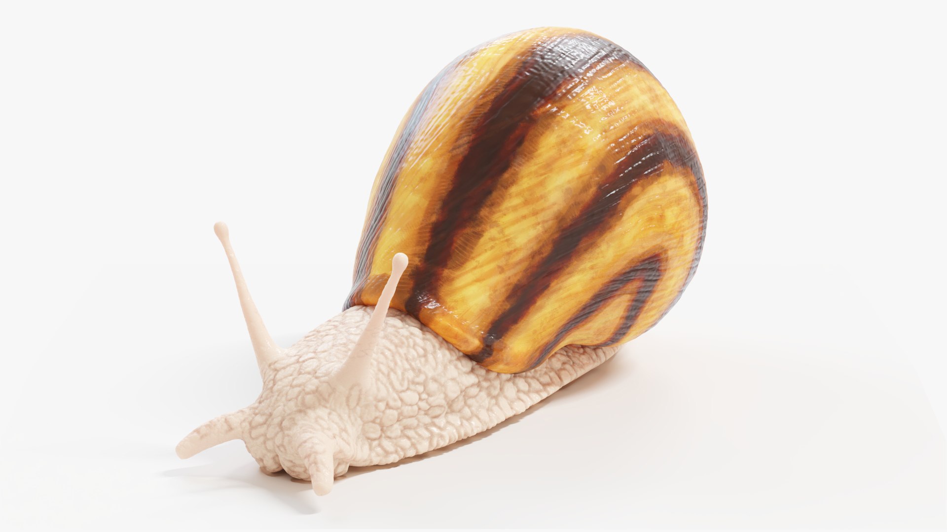 3D Snail https://p.turbosquid.com/ts-thumb/b6/N7BlLy/TM/snail_productshot4/jpg/1664720405/1920x1080/fit_q87/bc5b4ba7928ce95920d9363a7e25c74012c5506d/snail_productshot4.jpg