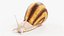 Schnecke