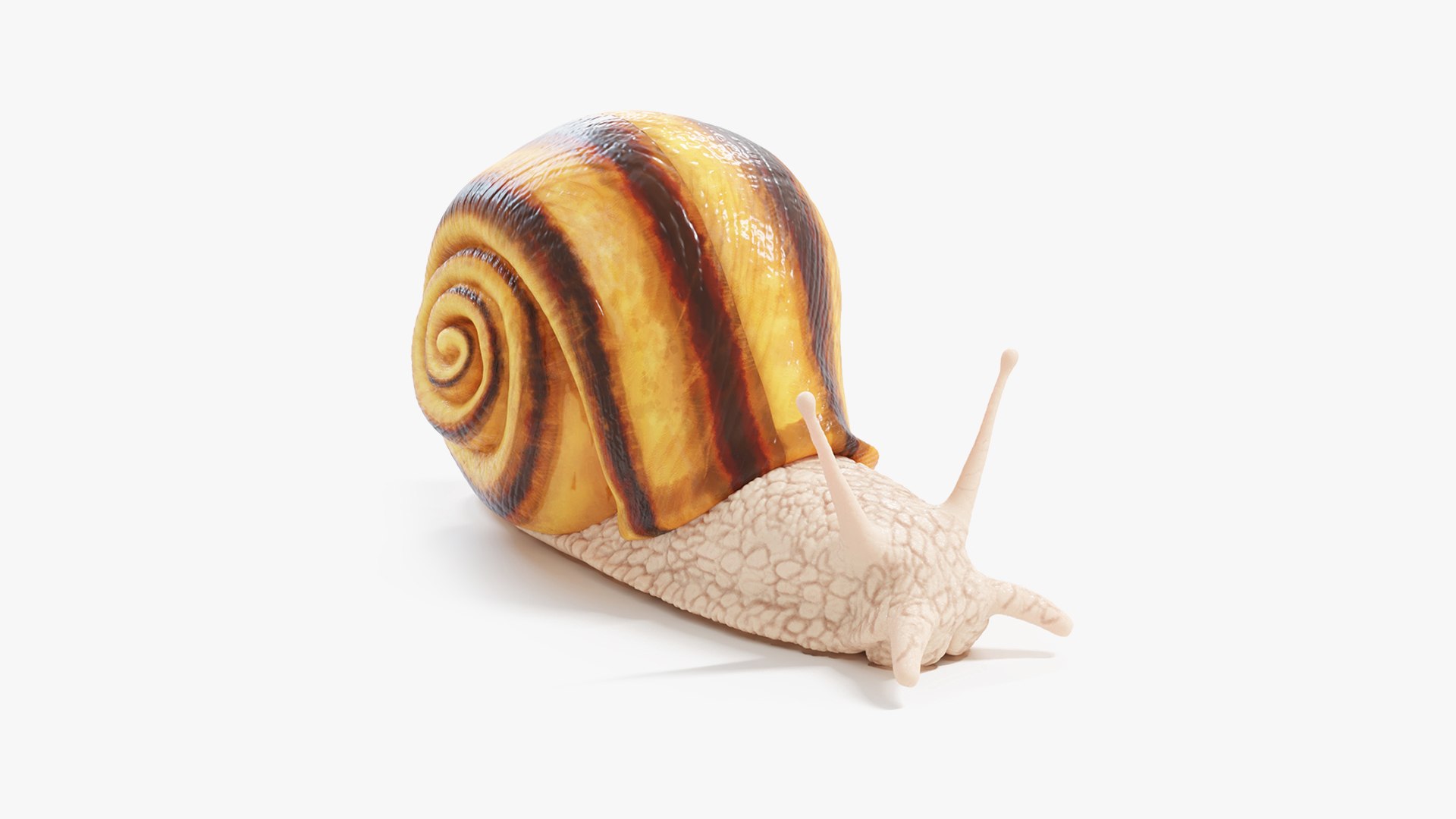 3D Snail https://p.turbosquid.com/ts-thumb/b6/N7BlLy/gB/snail_seachimage_cinema/jpg/1664720406/1920x1080/fit_q87/69d7aeee03edf544e4a14912a5f3a0c359cf850a/snail_seachimage_cinema.jpg