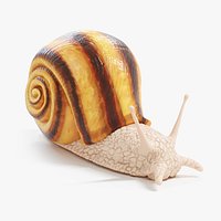 Snail