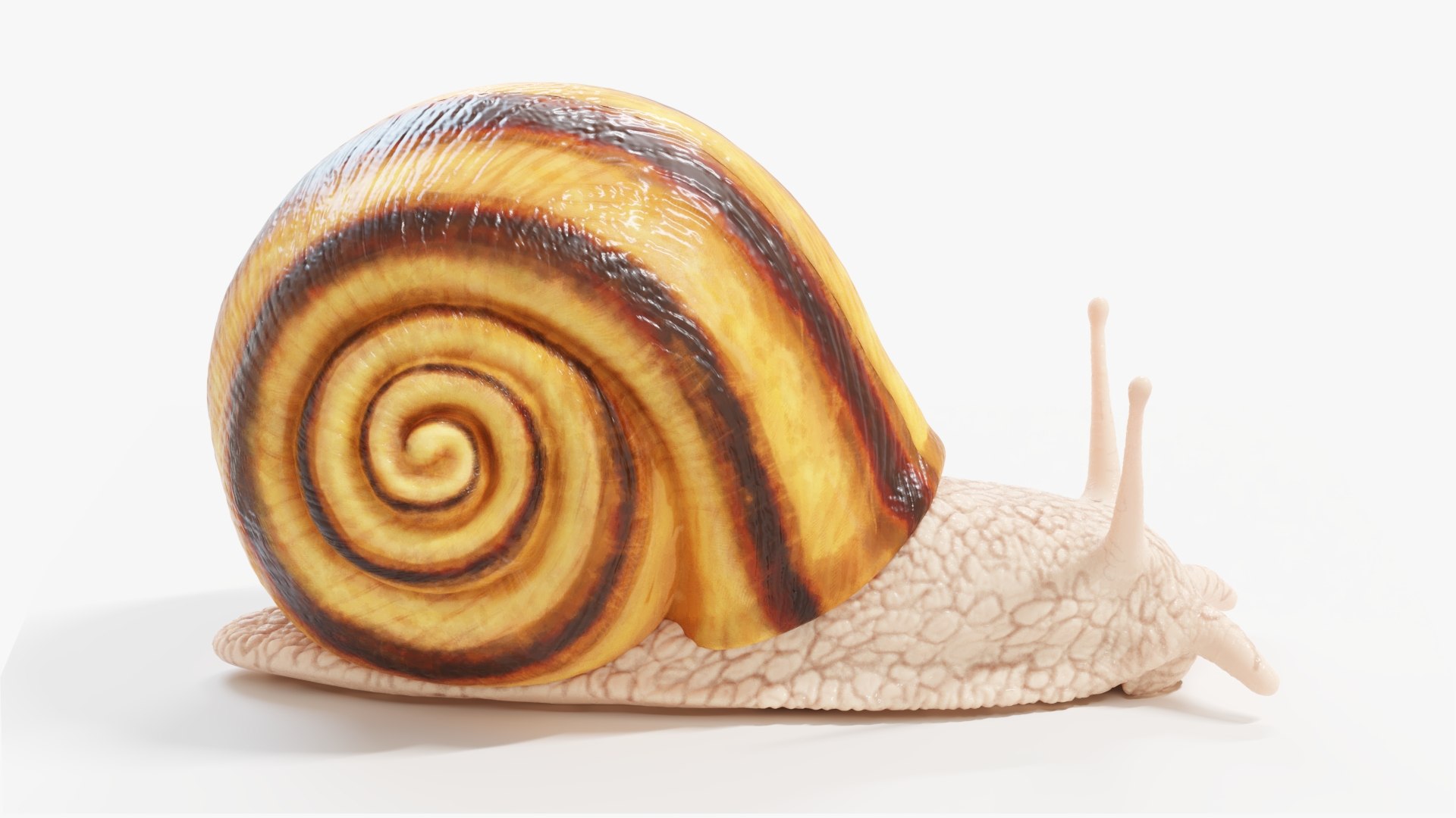 3D Snail https://p.turbosquid.com/ts-thumb/b6/N7BlLy/sC/snail_productshot2/jpg/1664720404/1920x1080/fit_q87/7302bd08fae46d70fe9f44c61430a8ab2dc4d294/snail_productshot2.jpg